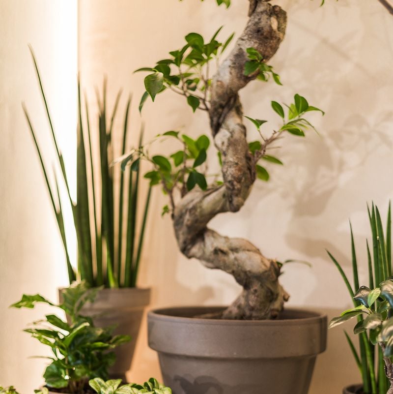 Фикус Ginseng Д17*В40 см