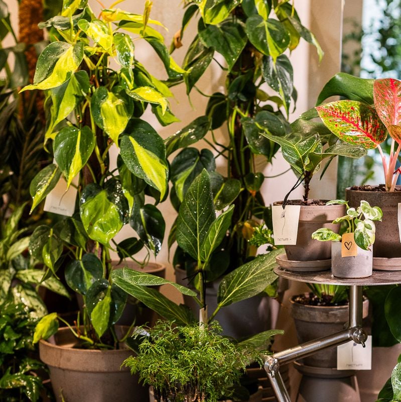 Филодендрон Scandens Brasil Д19*В80 см